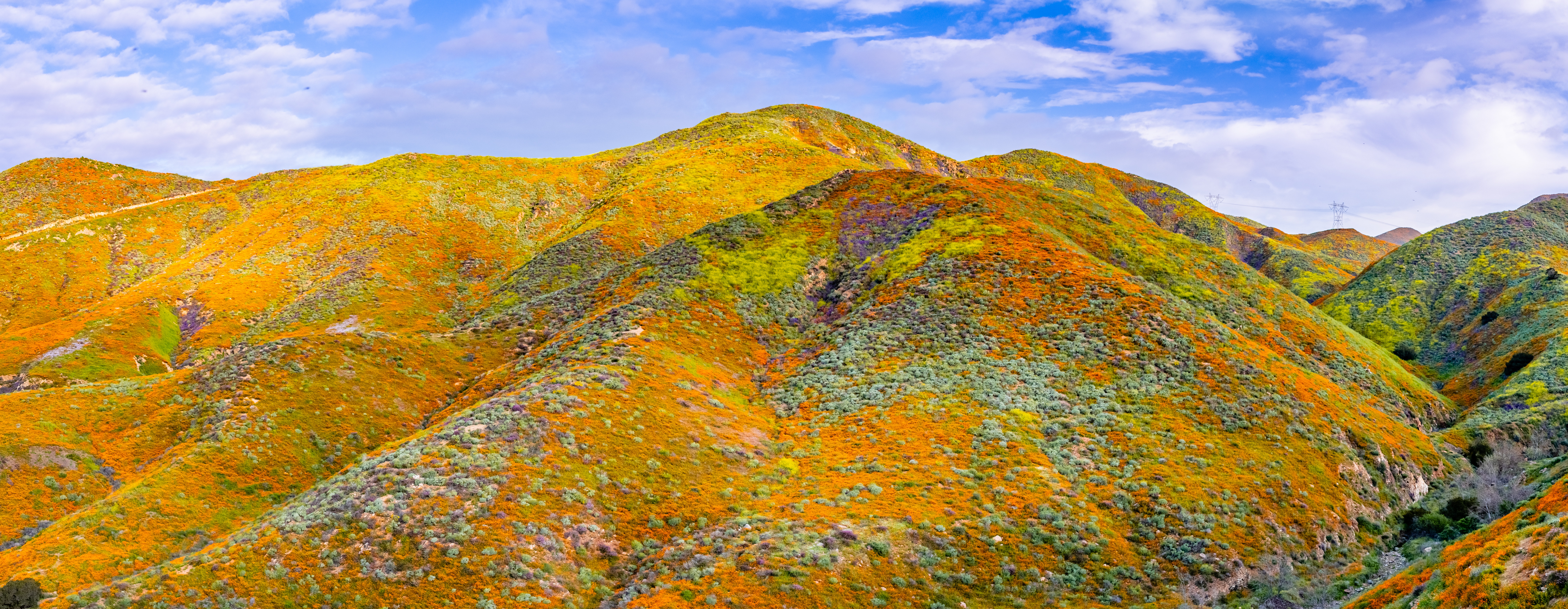 Panoramic view in Walker Canyon during the superbloom, California poppies covering the mountain valleys and ridges, Lake Elsinore, south California